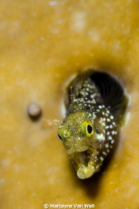 Secretary Blenny wanting to take a bite out of the camera... by Marteyne Van Well 
